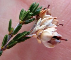 Erica pseudocalycina