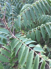Rhus
