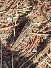 Calliptamus italicus