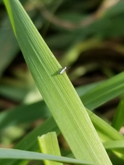 Lepidocyrtus paradoxus