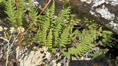 Myriopteris fendleri