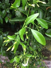 Jasminum officinale