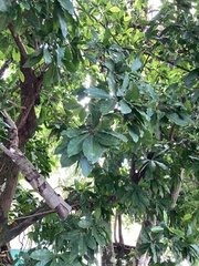 Pouteria campechiana