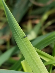 Lepidocyrtus paradoxus