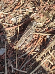 Calliptamus italicus