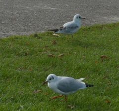 Chroicocephalus ridibundus