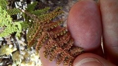 Myriopteris fendleri