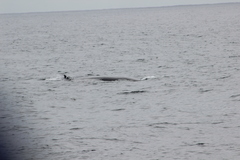 Balaenoptera acutorostrata