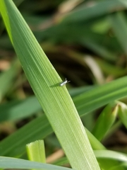 Lepidocyrtus paradoxus