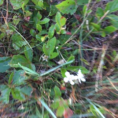 Rubus hispidus