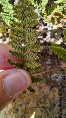 Myriopteris fendleri