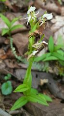 Habenaria entomantha