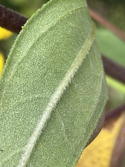 Helianthus schweinitzii