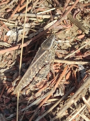 Calliptamus italicus