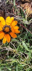 Gazania rigida