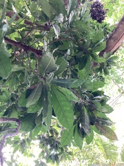 Pouteria campechiana