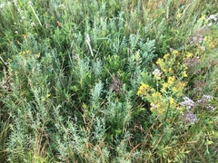 Genista tinctoria
