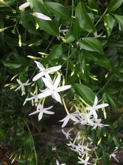 Jasminum officinale
