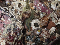 Phyllodocidae