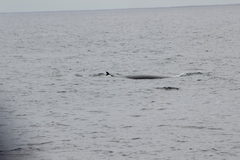 Balaenoptera acutorostrata