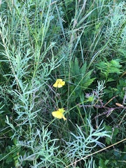 Genista tinctoria