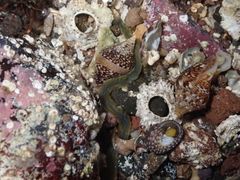 Phyllodocidae
