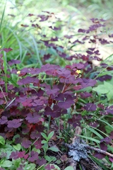 Oxalis stricta rufa