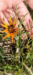 Gazania rigida