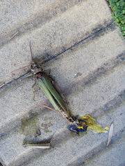 Coryacris angustipennis