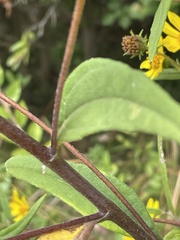 Helianthus schweinitzii