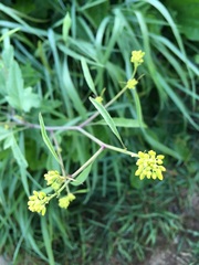 Rhamphospermum nigrum