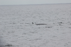 Balaenoptera acutorostrata