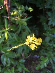 Rhamphospermum nigrum