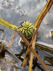 Sparganium emersum