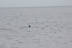 Balaenoptera acutorostrata