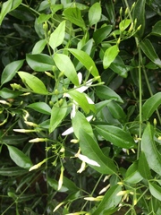 Jasminum officinale