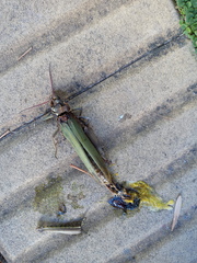 Coryacris angustipennis