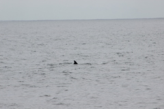 Balaenoptera acutorostrata