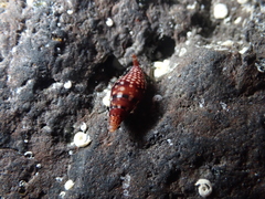 Mitrella ocellata