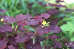 Oxalis stricta rufa