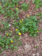 Ficaria verna