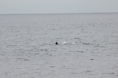 Balaenoptera acutorostrata