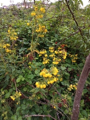Calceolaria