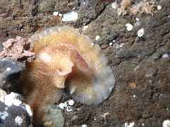 Enchiridium magec