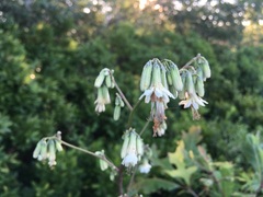 Nabalus trifoliolatus