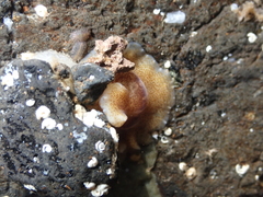 Enchiridium magec