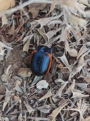 Chrysolina sanguinolenta
