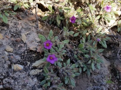 Tiquilia mexicana