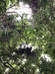 Ficus natalensis