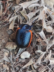 Chrysolina sanguinolenta